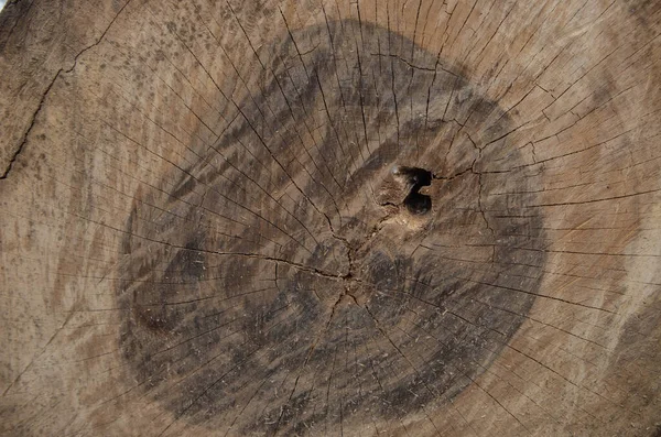 具有断孔花纹的老木材背景纹理切割树 — 图库照片