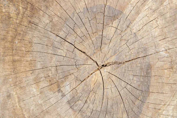 Viejo Árbol Textura Fondo Madera Cortado Con Patrón Rotura Agujero —  Fotos de Stock