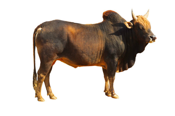 милая черная корова стоя, бронзовый крупный рогатый скот или бык закрытый глаз изолированы на белом фоне с обрезкой пути