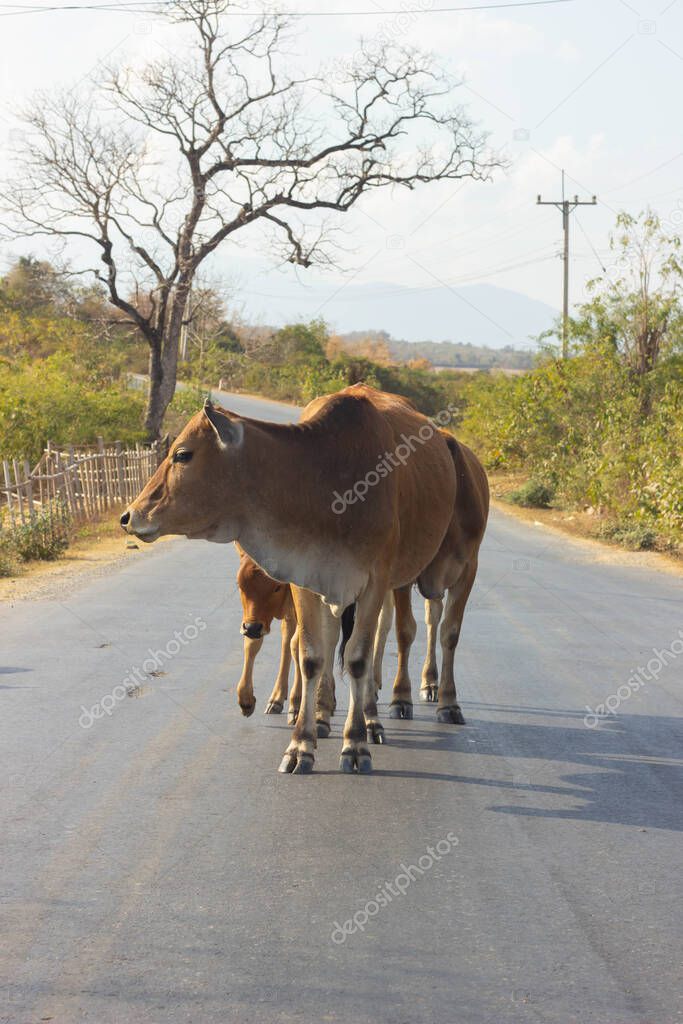 cbronw cow standing  on the road,  small cattle is walking on the  street and big dry tree in the back, Vertical image