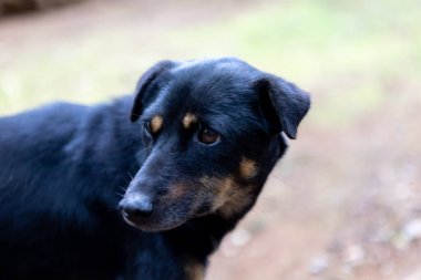 Genç siyah köpek bir tarafa bakıyor ve kamera izliyor. Fotokopi alanı bulanık arkaplan, sevimli Asya köpek dişi.