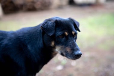 Genç siyah köpek bir tarafa bakıyor ve kamera izliyor. Fotokopi alanı bulanık arkaplan, sevimli Asya köpek dişi.