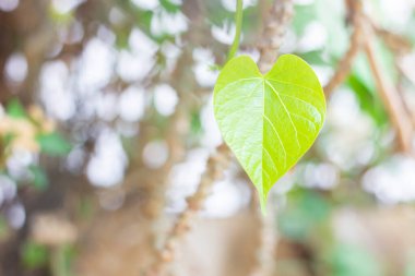 Romantik, yeşil yaprak kalp şekli, yakın plan; 14 Şubat 'ta, sevgililer günü veya sevgililer günü için yıldönümü, kopya sace ile bokeh arkaplan şekilli aşk kalbi bırakır