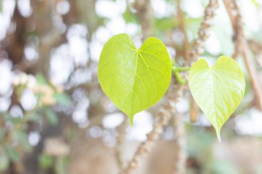 Romantik, yeşil yaprak kalp şekli, yakın plan; 14 Şubat 'ta, sevgililer günü veya sevgililer günü için yıldönümü, kopya sace ile bokeh arkaplan şekilli aşk kalbi bırakır
