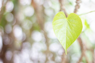 Romantik, yeşil yaprak kalp şekli, yakın plan; 14 Şubat 'ta, sevgililer günü veya sevgililer günü için yıldönümü, kopya sace ile bokeh arkaplan şekilli aşk kalbi bırakır 