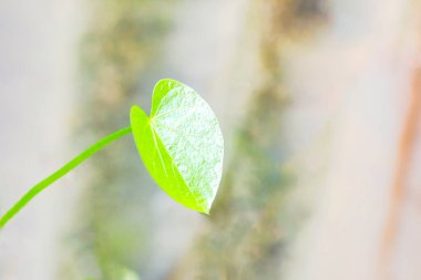 Romantik, yeşil yaprak kalp şekli, yakın plan; 14 Şubat 'ta, sevgililer günü veya sevgililer günü için yıldönümü, kopya sace ile bokeh arkaplan şekilli aşk kalbi bırakır