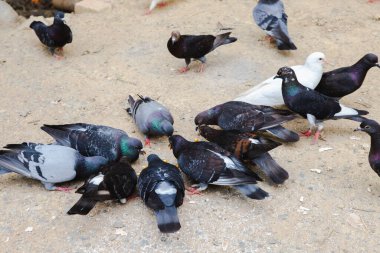 Güvercinler karada yemek yiyor, mısırlar dudakta, güvercin grubu birlikte yemek yiyor, kümes hayvanları yiyor.