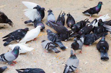 Güvercinler karada yemek yiyor, mısırlar dudakta, güvercin grubu birlikte yemek yiyor, kümes hayvanları yiyor.