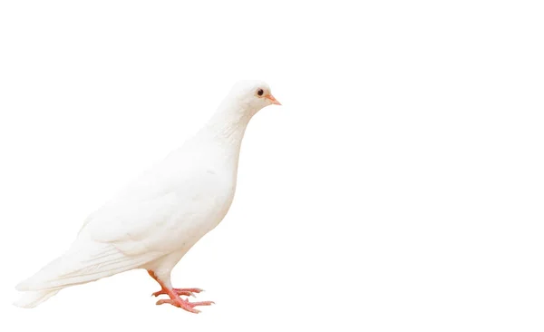 Gołąb Biały Izolowany Białym Tle Ścieżką Wycinania Przestrzenią Kopiowania Samotny — Zdjęcie stockowe