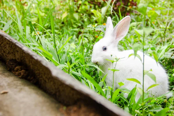 Little white rabbit in a green garden and eatting grass in summer easter concept to celebration, cute animal and lovely pet