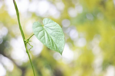 Romantik güzel asılı yeşil ağaç yaprağı kalp şekli, yakın plan; sahte arkaplanlı aşk kalbi, kopya sace, sevgililer günü ya da sevgililer günü yıldönümü, 14 Şubat