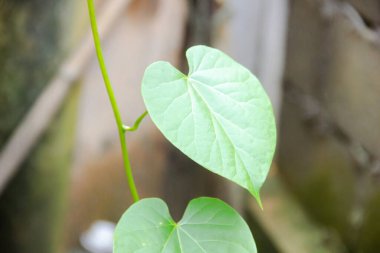Romantik güzel asılı yeşil ağaç yaprağı kalp şekli, yakın plan; sahte arkaplanlı aşk kalbi, kopya sace, sevgililer günü ya da sevgililer günü yıldönümü, 14 Şubat