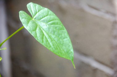 Romantik güzel asılı yeşil ağaç yaprağı kalp şekli, yakın plan; sahte arkaplanlı aşk kalbi, kopya sace, sevgililer günü ya da sevgililer günü yıldönümü, 14 Şubat