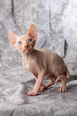 Sfenks, Sfenks yavru kedi, yavru kedi, yavru kedi oynama, stüdyo çekim, Mısır yavru kedi, tüysüz kedi, komik, neşeli, şımarık, kediler kesilir, kesim, sepet, yavru kedi ve takı meraklı yavru kedi