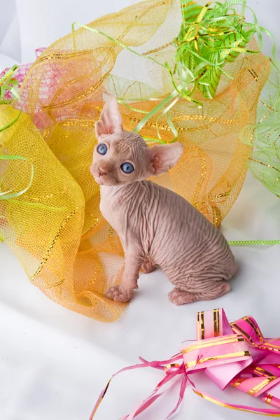 Sphinxes, sphinx kittens, kittens, kittens playing, studio shot, Egyptian kittens, hairless kittens, funny, playful, pampered, cats are cut, cut, curious kittens in a basket, kittens and jewelry — Stock Photo, Image