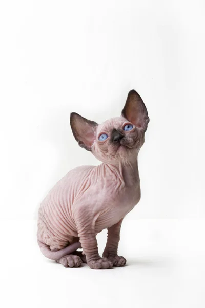 Sphinxes, sphinx kittens, kittens, kittens playing, studio shot, Egyptian kittens, hairless kittens, funny, playful, pampered, cats are cut, cut, curious kittens in a basket, kittens and jewelry — Stock Photo, Image