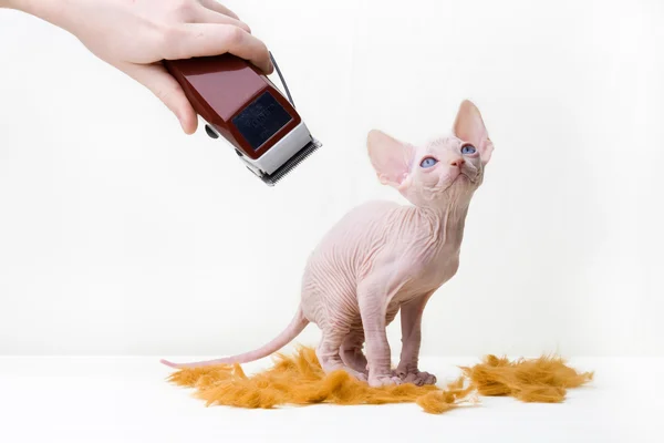 Sphinxes, sphinx kittens, kittens, kittens playing, studio shot, Egyptian kittens, hairless kittens, funny, playful, pampered, cats haircuts, haircut — Stock Photo, Image