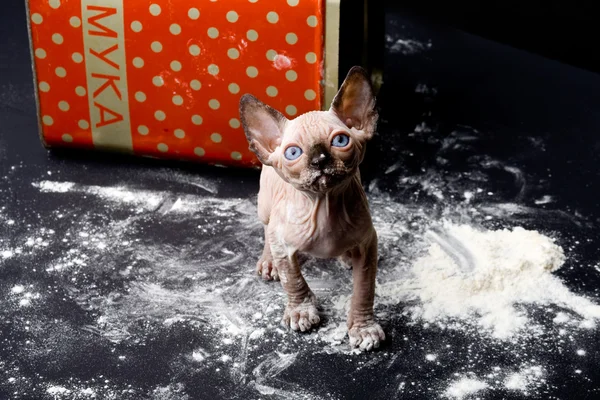 Sphinxes, sphinx kittens, kittens, kittens playing, flour, paint, studio, Egyptian kittens, hairless kittens, funny, playful, indulge, the cat in the flour, the cat in the paint — Stock Photo, Image