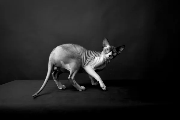 Sphynx cat breed. Graceful and very beautiful. Studio photo. — Stock Photo, Image