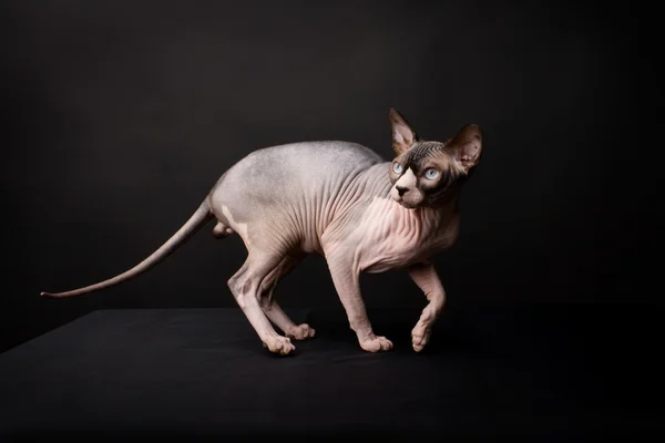 स्फिंक्स बिल्ली की नस्ल। सुंदर और बहुत सुंदर। स्टूडियो फोटो . — स्टॉक फ़ोटो, इमेज