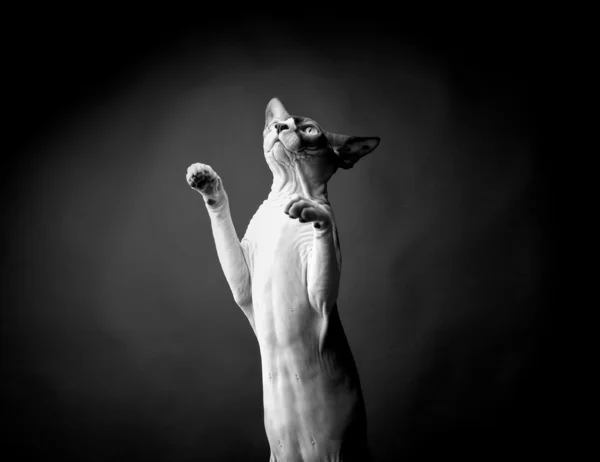 Sphynx kočka plemene. elegantní a velmi krásná. studiové fotografie. — Stock fotografie