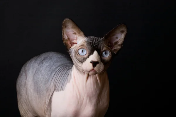 Sphynx cat breed. Graceful and very beautiful. Studio photo. — Stock Photo, Image