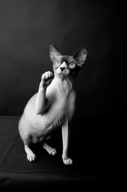 Sphynx kedi doğurmak. zarif ve çok güzel. stüdyo fotoğraf.