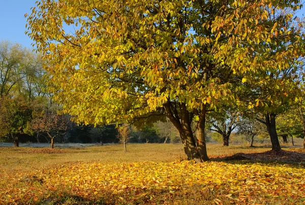 Tree — Stock Photo, Image