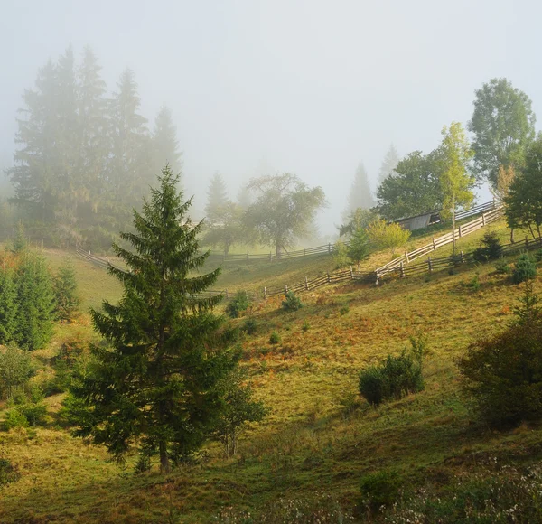 Träd — Stockfoto