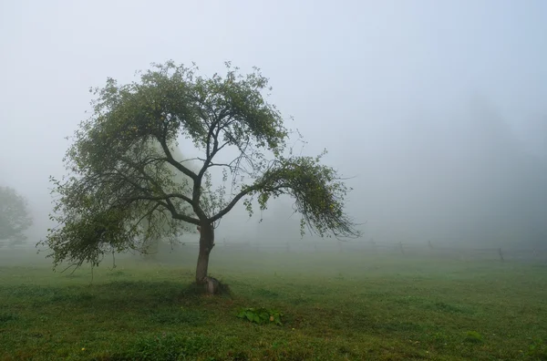 Tree — Stock Photo, Image