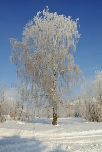 Winter — Stock Photo, Image