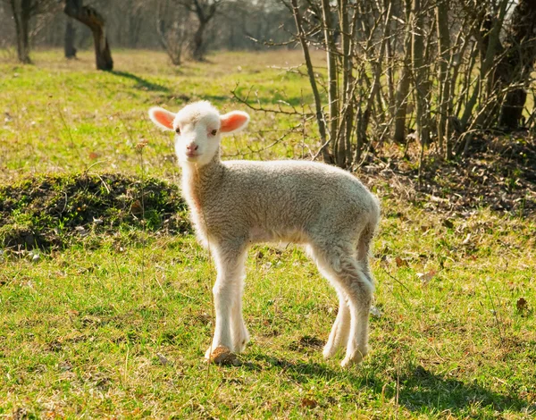 Lamb — Stock Photo, Image