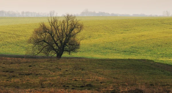 Tree — Stock Photo, Image