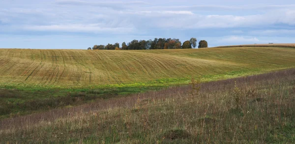 Field — Stock Photo, Image