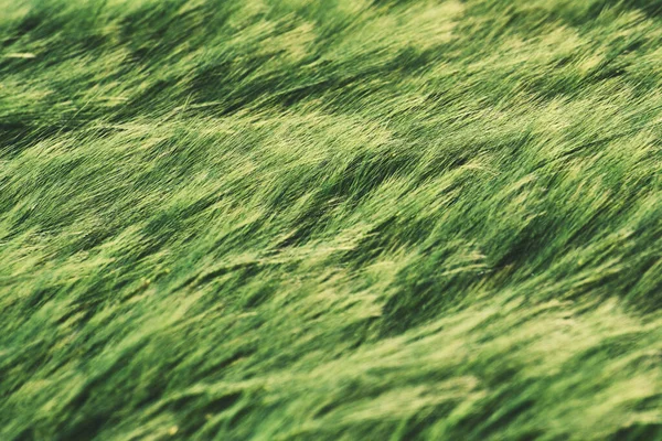 Yaz Mevsiminde Yeşil Buğday Tarlası Tarım Arazisi — Stok fotoğraf
