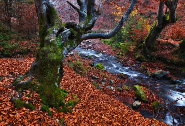 Autumn Forest Autumn Picturesque Background — Foto Stock