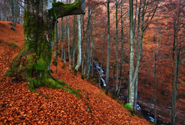 Autumn Forest Autumn Picturesque Background — Stock Photo, Image