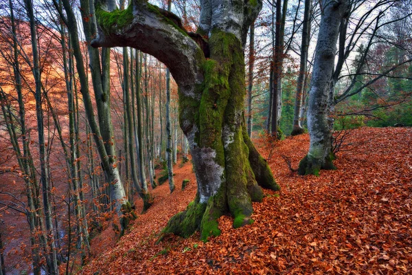 Autumn Forest Autumn Picturesque Background — Foto Stock