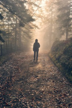 Ormandaki kadın. Sisli sonbahar ormanlarında yürüyen bir turist.
