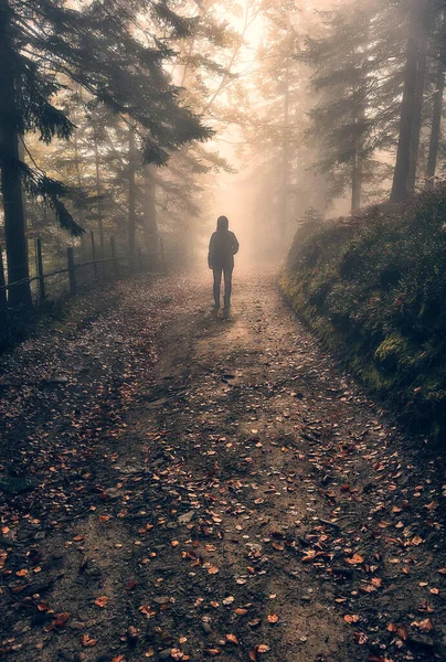 Femme Dans Les Bois Promenade Touristique Dans Forêt Brumeuse Automne — Photo