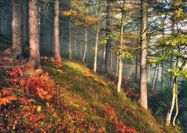 一片雾蒙蒙的迷人的秋天森林 山毛榉树在雾中 — 图库照片