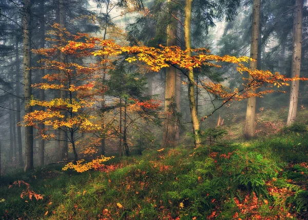 Mlhavý Fantastický Podzimní Les Buky Jsou Mlze — Stock fotografie