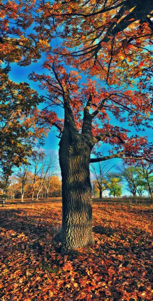 Sunrise Autumn Forest Bright Golden Fall Nature Landscape — Stock Photo, Image