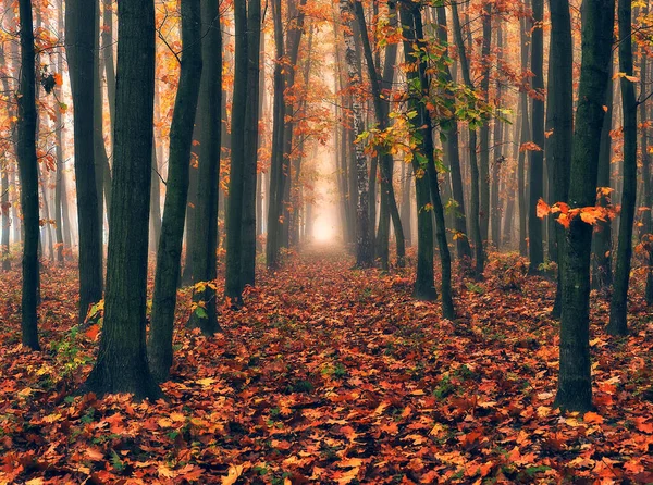 Sonbahar ormanında gün doğumu. Parlak altın sonbahar doğa manzarası