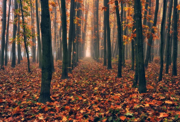 Salida Del Sol Bosque Otoño Otoño Dorado Brillante Naturaleza Paisaje — Foto de Stock