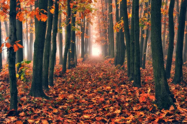 Nascer Sol Floresta Outono Brilhante Dourado Queda Natureza Paisagem — Fotografia de Stock