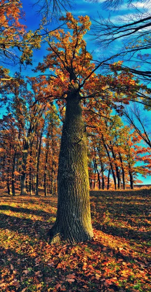 Nascer Sol Floresta Outono Brilhante Dourado Queda Natureza Paisagem — Fotografia de Stock