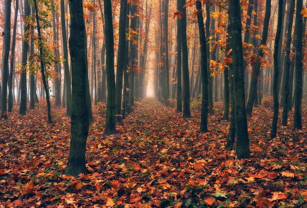 Sonbahar Ormanında Gün Doğumu Parlak Altın Sonbahar Doğa Manzarası — Stok fotoğraf