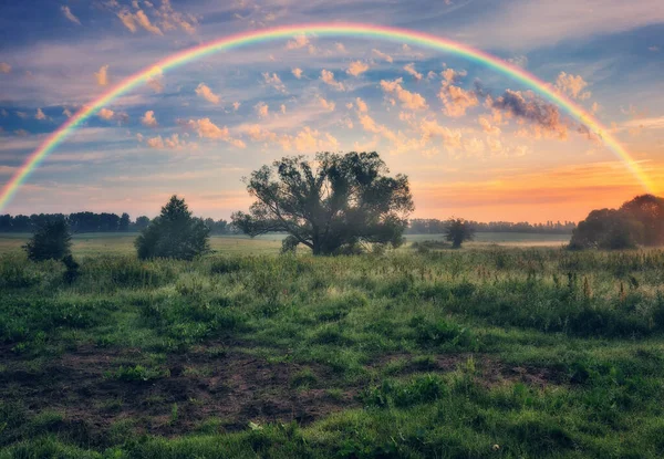 İlkbaharda bir çayırda gökkuşağı. Renkli bir sabah. Ağaclı manzara