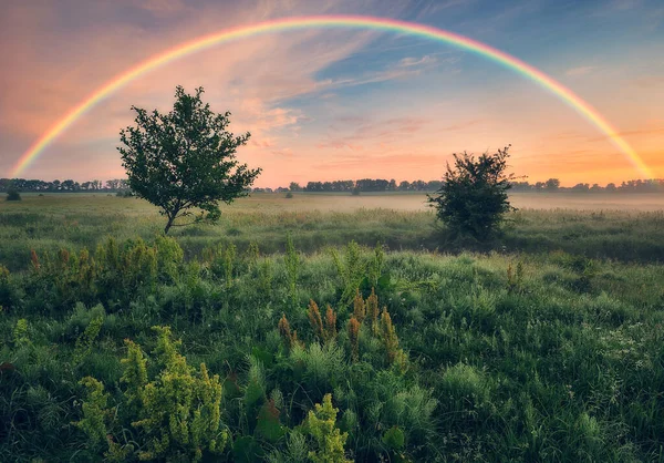 İlkbaharda bir çayırda gökkuşağı. Renkli bir sabah. Ağaclı manzara